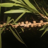 Melaleuca viminalis (Sol. ex Gaertn.) Byrnes